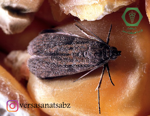 Ephestia cautella،شب پره